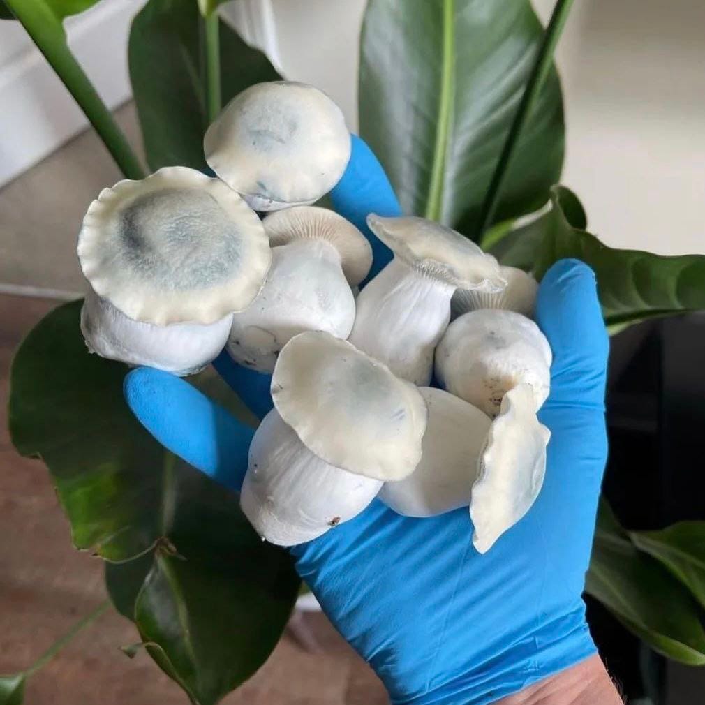 Lab-tested Corwinshrooms psilocybin products