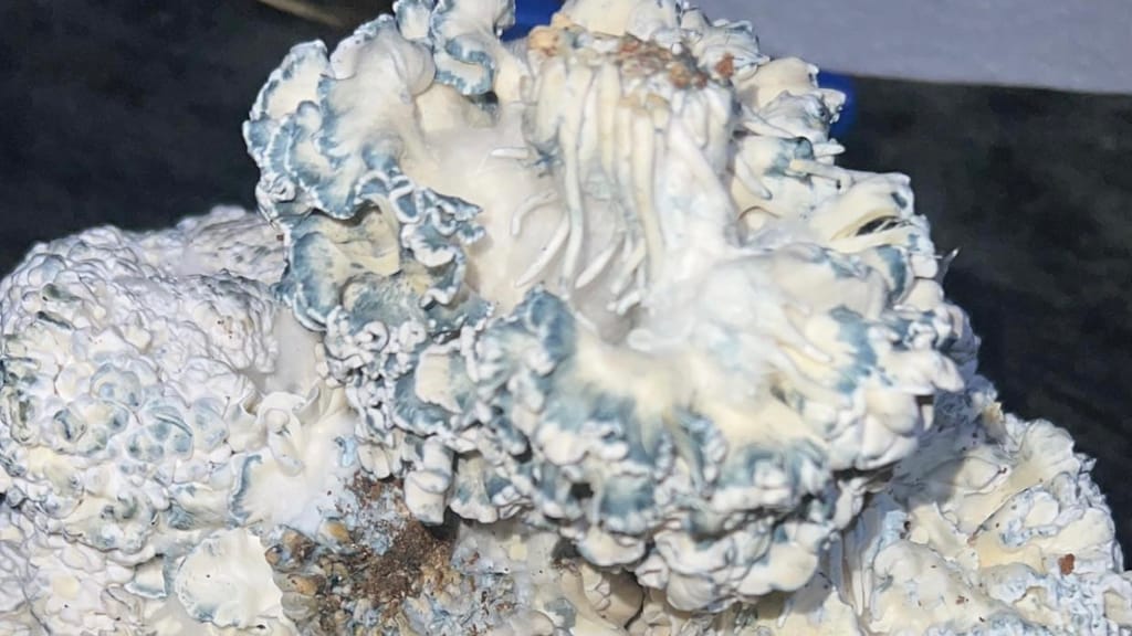 Enigma psilocybin mushroom blob mutation